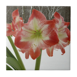 Amaryllis im schneeroten Urlaub Winterflora Fliese