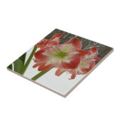 Amaryllis im schneeroten Urlaub Winterflora Fliese (Seite)