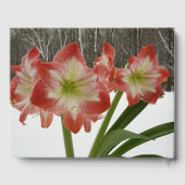Amaryllis im schneeroten Urlaub Winterflora Gästebuch (Rückseite)
