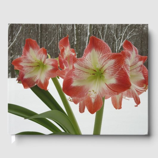 Amaryllis im schneeroten Urlaub Winterflora Gästebuch (Vorderseite)