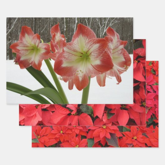 Amaryllis im schneeroten Urlaub Winterflora Geschenkpapier Set (Set)