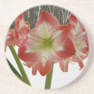Amaryllis im schneeroten Urlaub Winterflora Getränkeuntersetzer