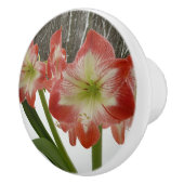 Amaryllis im schneeroten Urlaub Winterflora Keramikknauf (Rechts)