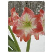 Amaryllis im schneeroten Urlaub Winterflora Klemmbrett (Rückseite)