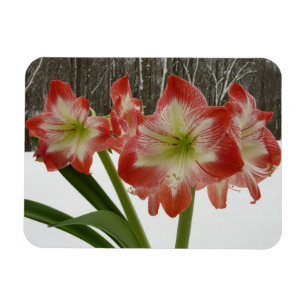 Amaryllis im schneeroten Urlaub Winterflora Magnet