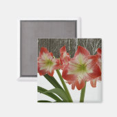 Amaryllis im schneeroten Urlaub Winterflora Magnet (Vorderseite/Rückseite)