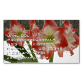 Amaryllis im schneeroten Urlaub Winterflora Magnetische Visitenkarte (Vorderseite)
