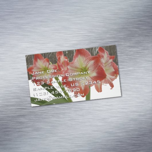 Amaryllis im schneeroten Urlaub Winterflora Magnetische Visitenkarte (Beispiel)