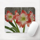 Amaryllis im schneeroten Urlaub Winterflora Mousepad (Mit Mouse)