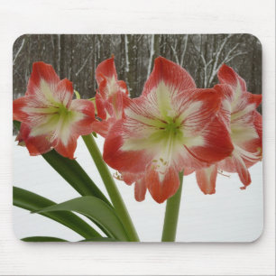 Amaryllis im schneeroten Urlaub Winterflora Mousepad