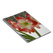 Amaryllis im schneeroten Urlaub Winterflora Notizblock (Rechte Seite)