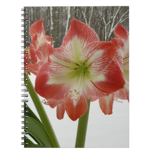 Amaryllis im schneeroten Urlaub Winterflora Notizblock (Vorderseite)