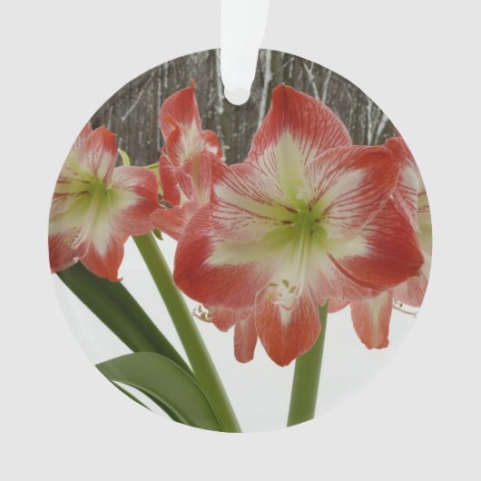 Amaryllis im schneeroten Urlaub Winterflora Ornament (Vorderseite)