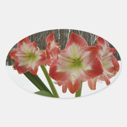 Amaryllis im schneeroten Urlaub Winterflora Ovaler Aufkleber (Vorderseite)