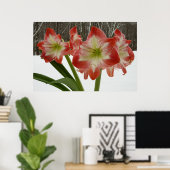 Amaryllis im schneeroten Urlaub Winterflora Poster (Heimbüro)