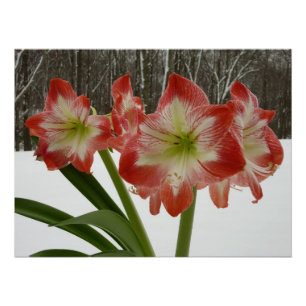 Amaryllis im schneeroten Urlaub Winterflora Poster