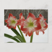Amaryllis im schneeroten Urlaub Winterflora Postkarte (Vorderseite)