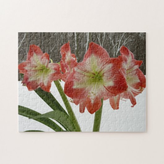Amaryllis im schneeroten Urlaub Winterflora Puzzle (Horizontal)
