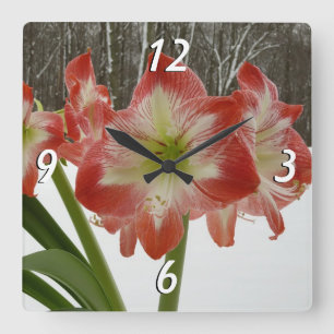 Amaryllis im schneeroten Urlaub Winterflora Quadratische Wanduhr