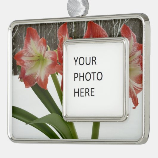 Amaryllis im schneeroten Urlaub Winterflora Rahmen-Ornament Silber (Links)