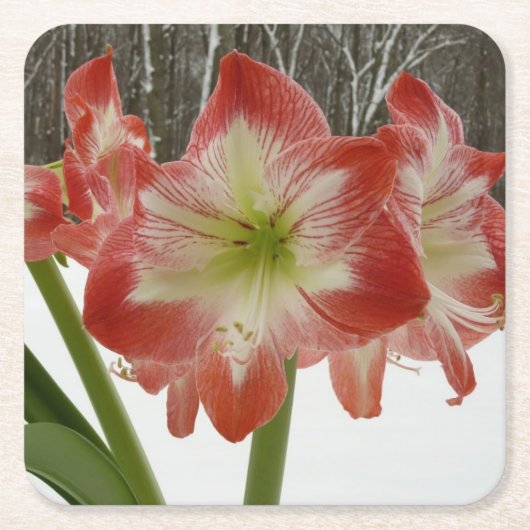Amaryllis im schneeroten Urlaub Winterflora Rechteckiger Pappuntersetzer (Vorderseite)
