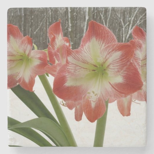 Amaryllis im schneeroten Urlaub Winterflora Steinuntersetzer (Vorderseite)