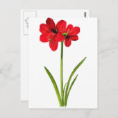 Amaryllis in rot postkarte (Vorne/Hinten)