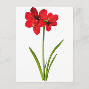 Amaryllis in rot postkarte