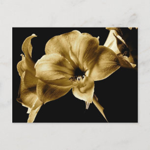 AMARYLLIS IN SEPIA MIT SCHWARZEM HINTERGRUND POSTKARTE