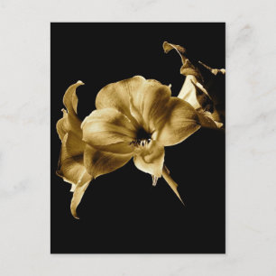 AMARYLLIS IN SEPIA WITH BLACK BACKGROUND POSTKARTE
