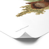 Amaryllis johnsoni poster (Ecke)