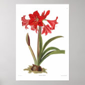 Amaryllis johnsoni poster (Vorne)