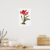 Amaryllis johnsoni poster (Küche)