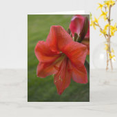 Amaryllis Karte (Gelbe Blume)