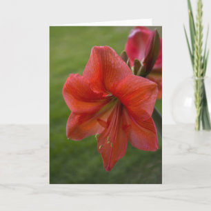 Amaryllis Karte