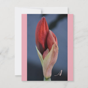 Amaryllis-Knospe Elegante Florale Schieferblau Mitteilungskarte