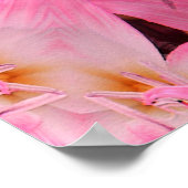Amaryllis Liebe... Poster (Ecke)