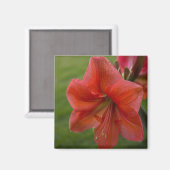 Amaryllis Magnet (Vorderseite/Rückseite)