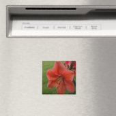 Amaryllis Magnet (In Situ (Geschirrspüler))