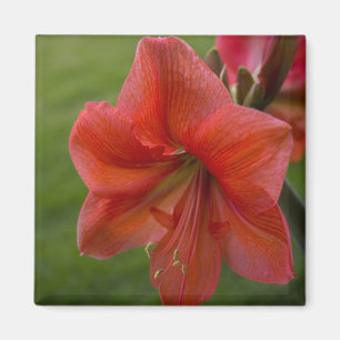 Amaryllis Magnet