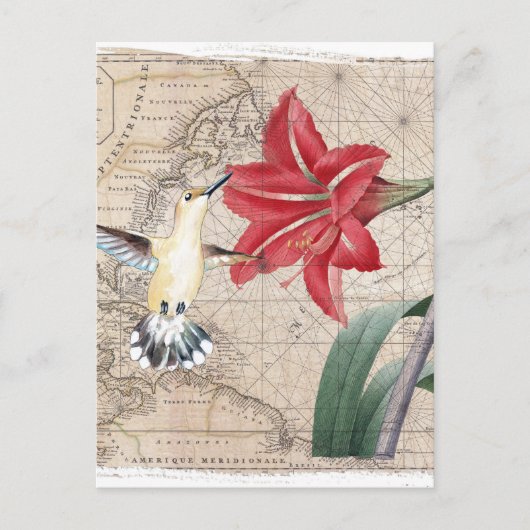 Amaryllis Mao Hummer Postkarte (Vorderseite)