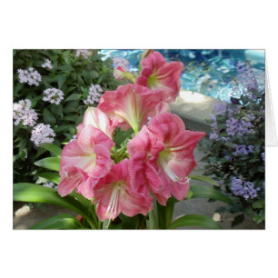 Amaryllis, nationaler botanischer Garten,