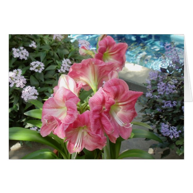 Amaryllis, nationaler botanischer Garten, (Vorderseite (Horizontal))