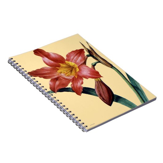 Amaryllis Notizblock (Rechte Seite)