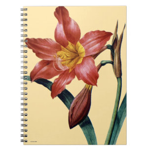 Amaryllis Notizblock