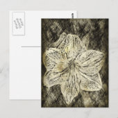 Amaryllis Old Time Sketch Postkarte (Vorne/Hinten)
