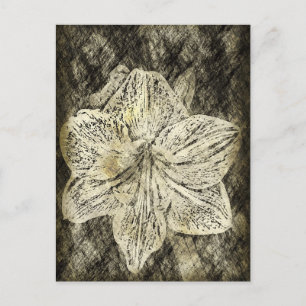 Amaryllis Old Time Sketch Postkarte