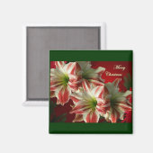 Amaryllis Pair Christmas Magnet (Vorderseite/Rückseite)