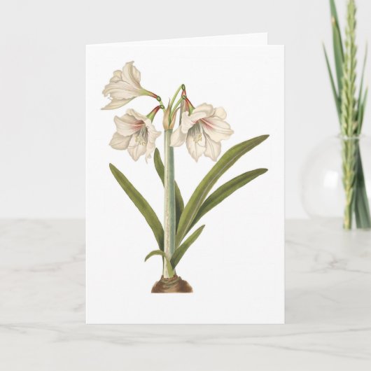 Amaryllis picta karte (Vorderseite)