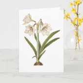 Amaryllis picta karte (Gelbe Blume)
